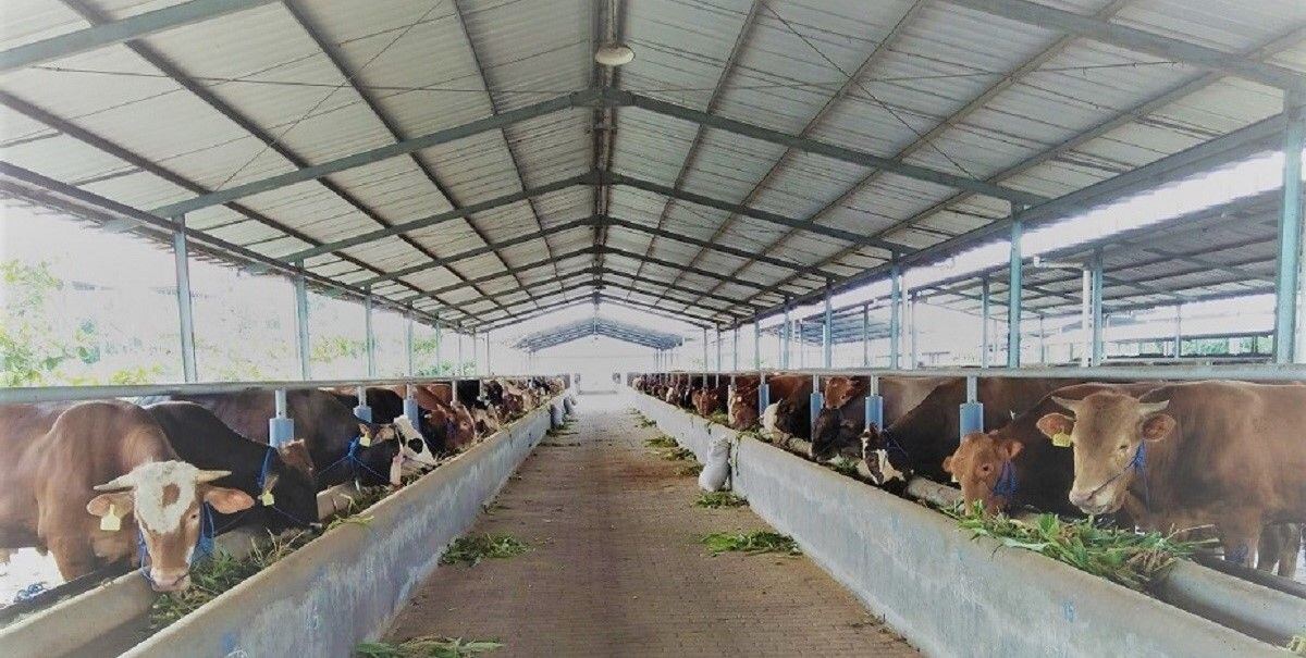 Cattle at feeding troughs in a covered shed