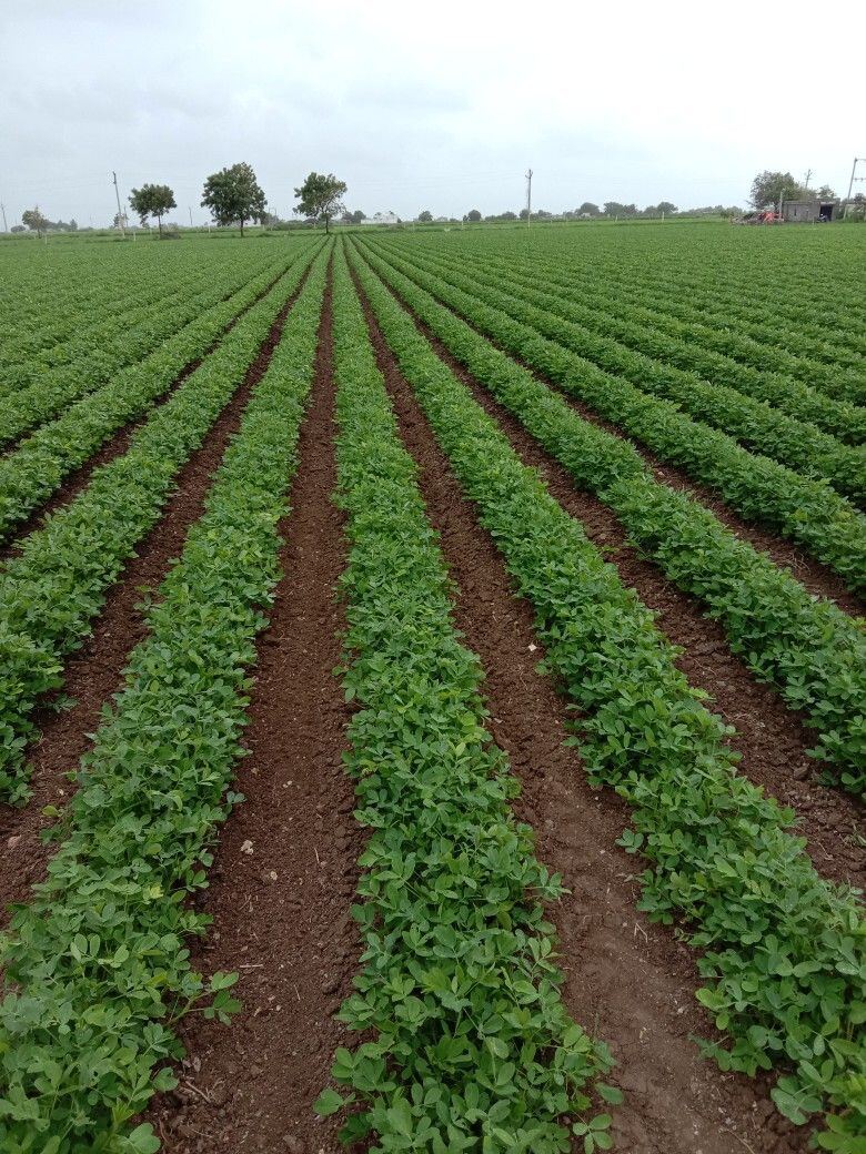 Rows of green crops on ploughed farmland