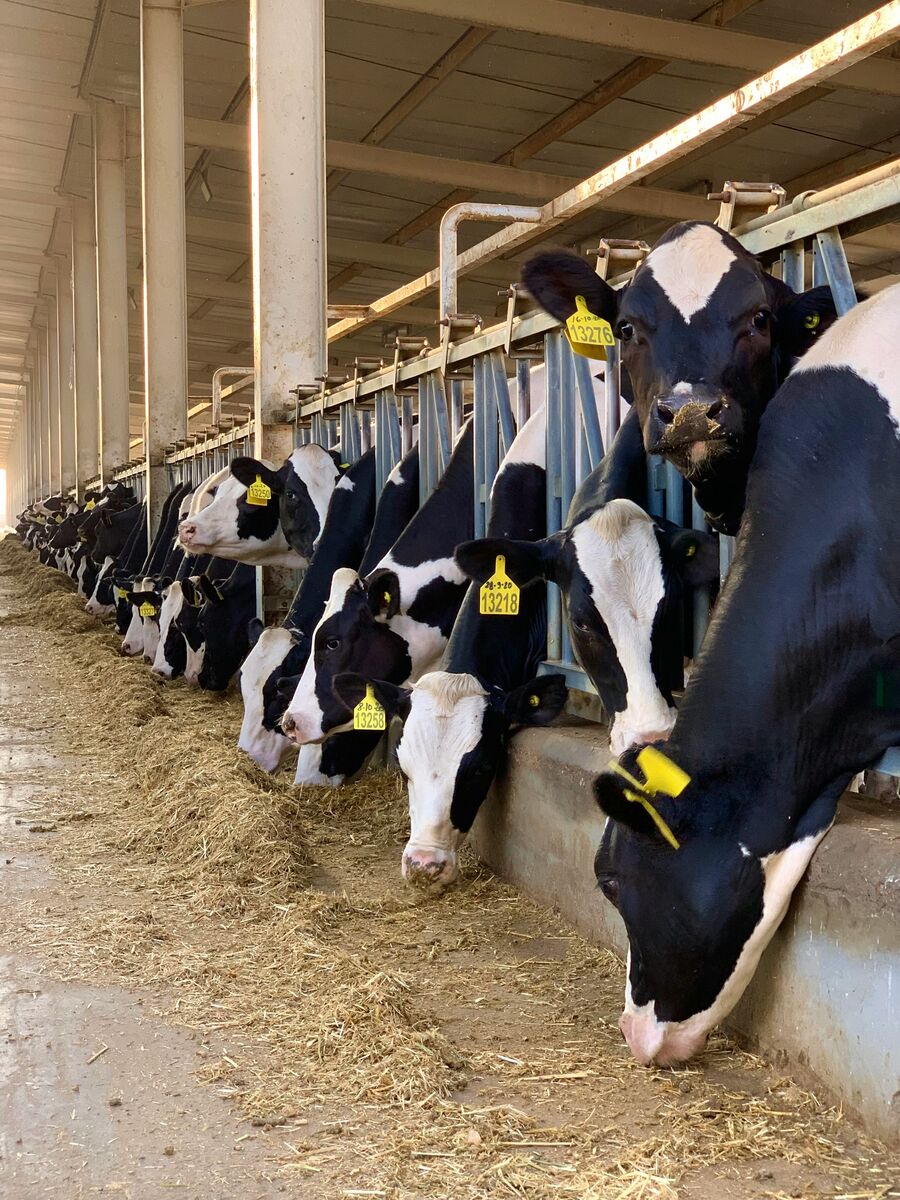 Dairy cows feeding in a covered dairy shed