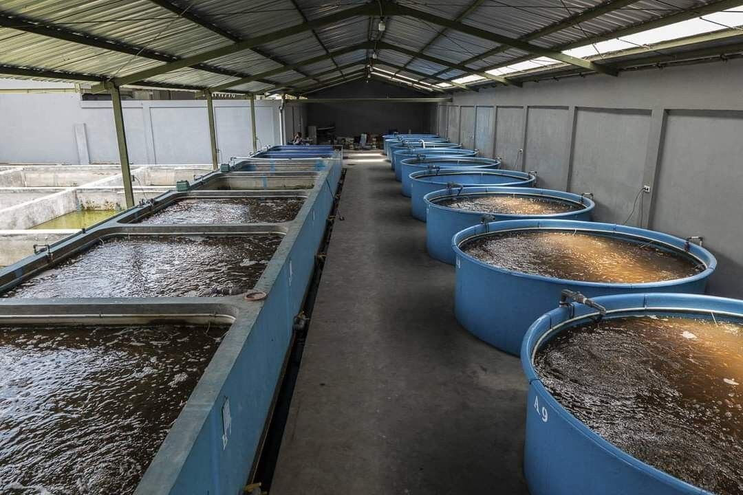 Fish farming tanks under a covered shed