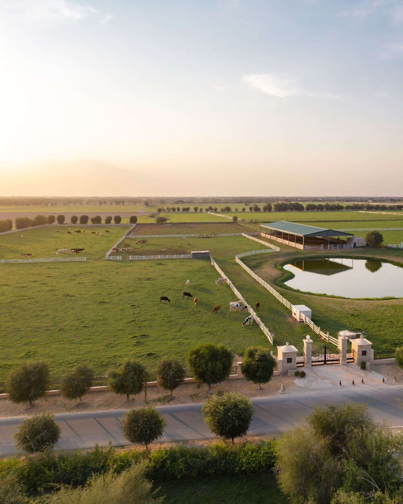 Gated farm with green pastures, cattle and a pond at sunset
