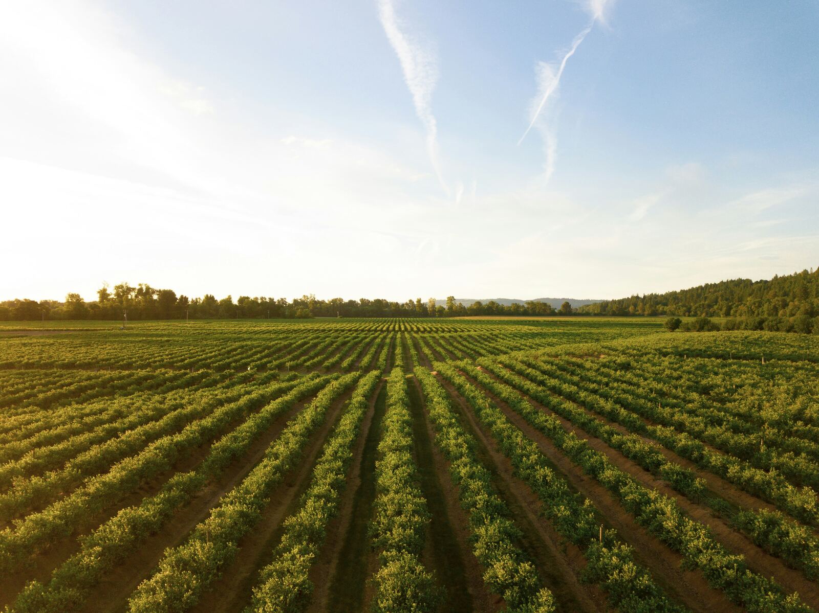 Rows of an orchard under a clear sky
