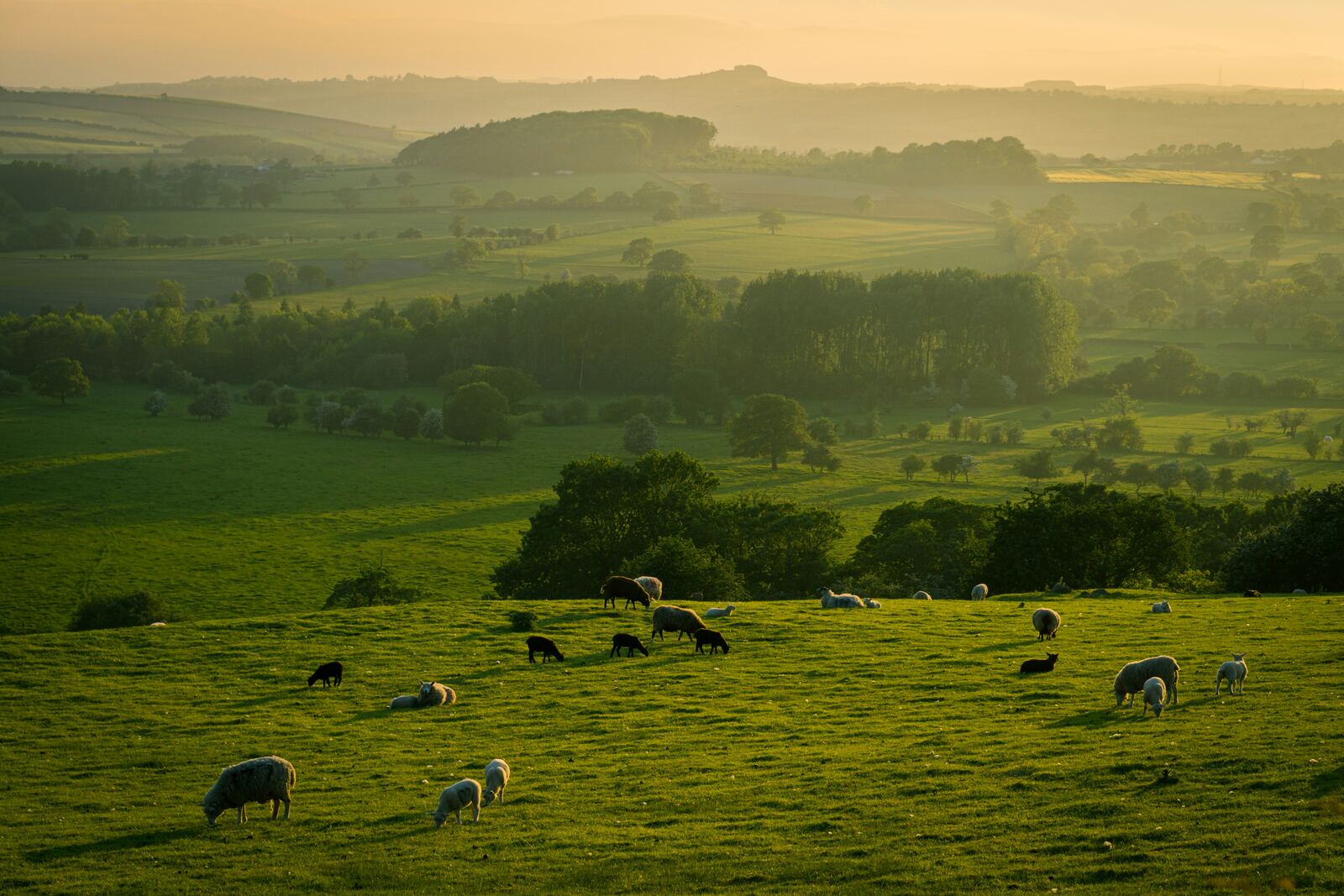 Sheep grazing on green hills at sunset