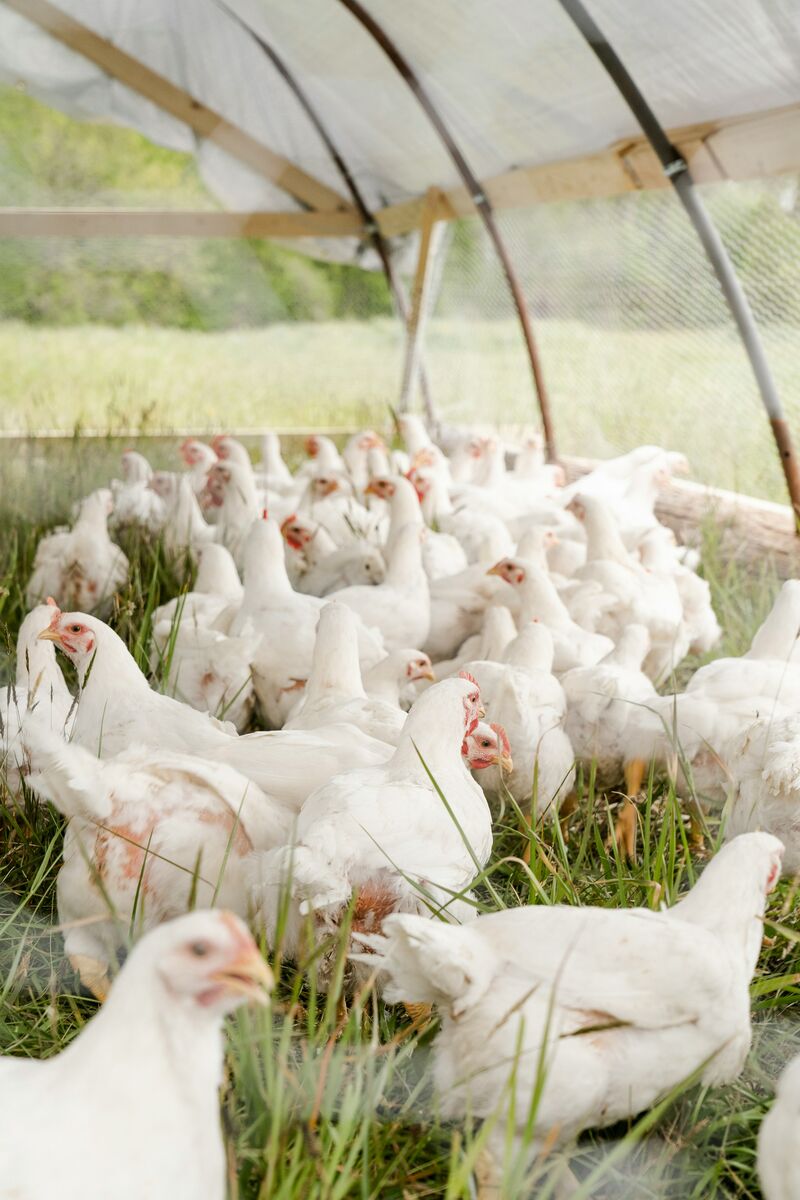 White broiler chickens in an open poultry shelter